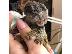 PoulaTo: Baby marmoset για 210 ευρώ